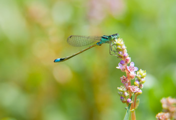 damselfly on flower