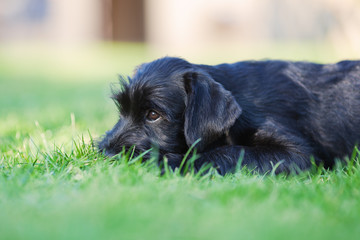 Schnauzerwelpe auf der Wiese