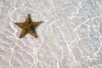 Fototapeta na wymiar Starfish on clear water