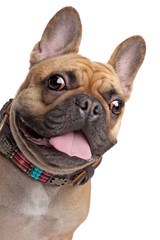 Fototapeta premium Beige French Bulldog