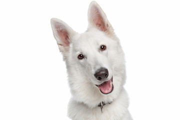 white shepherd dog