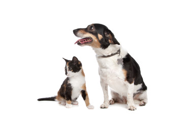 Kitten and Jack Russel Terrier