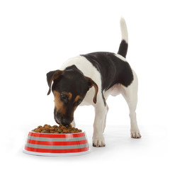 chien Jack Russel terrier mangeant croquettes