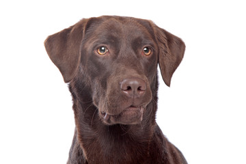 Chocolate Labrador