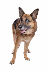 Old and blind German shepherd