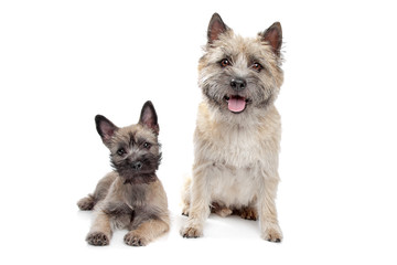 Puppy and adult cairn Terrier