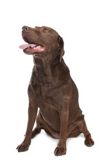 Chocolate Labrador