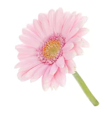 Papier Peint photo autocollant Gerbera Pink gerbera flower