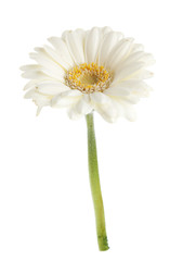 White gerbera flower