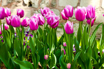 naturel pink tulips 1