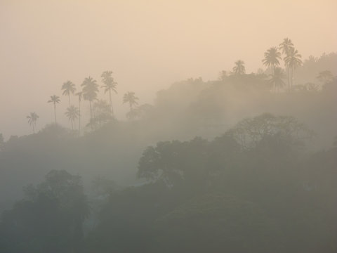 Fototapeta Silhouette of a rainforest
