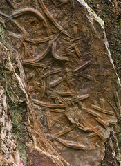 Fossils