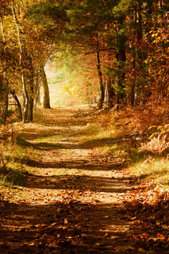 Goldener Herbstwald in warmen Farben