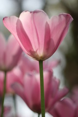 Fototapeta premium チューリップ