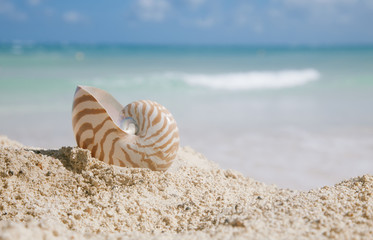 nautilus shell on beach  and blue tropical sea