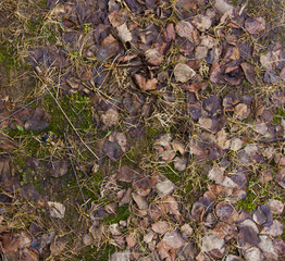 background from a spring grass