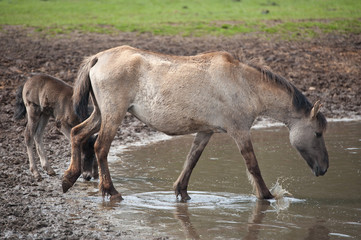 Wildpferde 29