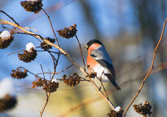 Bullfinch on snowy branches of bushes