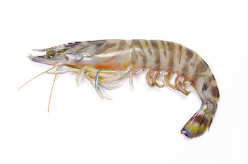 クルマエビ © eyeblink