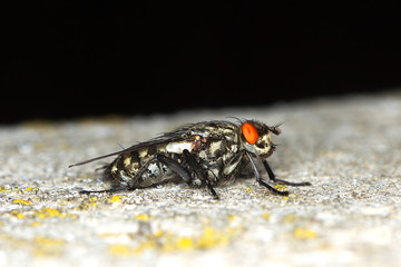 extreme close-up Grey-Striped Fly / Sarcophaga aurifrons