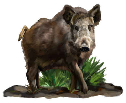 Wild boar on a white background