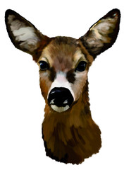 Deer head on a white background © zdenka1967