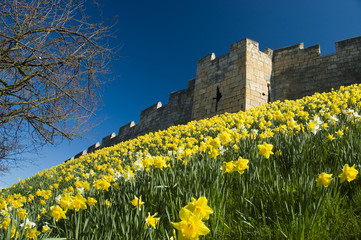 Daffodils on the city walls in York