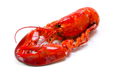 アメリカンロブスター