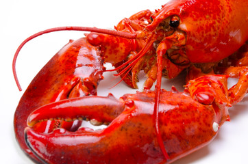 アメリカンロブスター