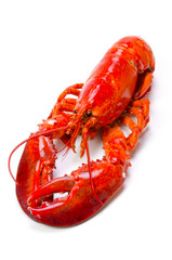 アメリカンロブスター