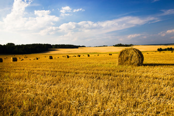Fototapeta premium agricultural field