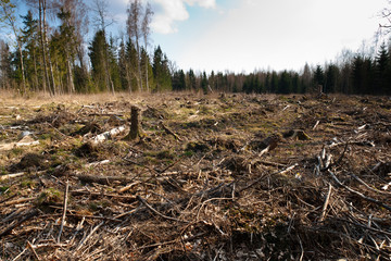 Fototapeta premium forest cut
