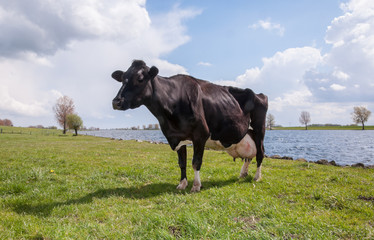 Staring cow at the river banks