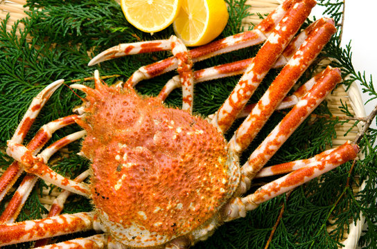 タカアシガニ