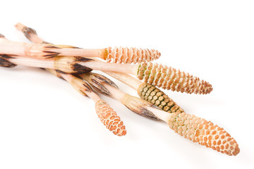 Field horsetail isolated on white background