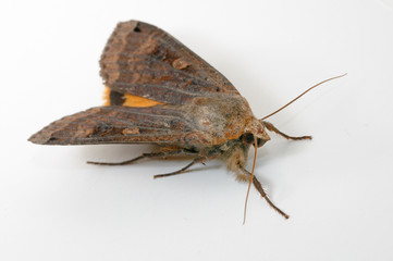 Naklejka premium Moth Noctua pronuba