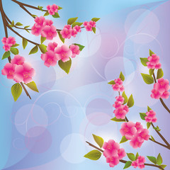 Background with sakura blossom, Japanese cherry tree