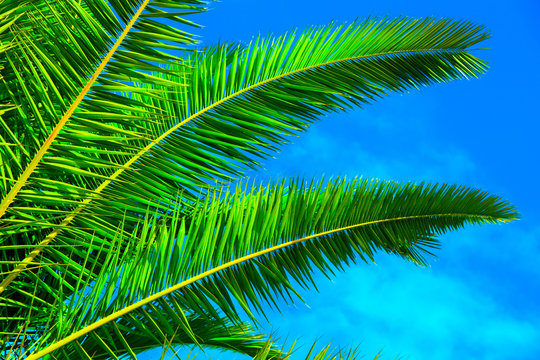 green palm leaf on blue sky