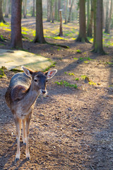 whitetail doe in a forest in the springtime