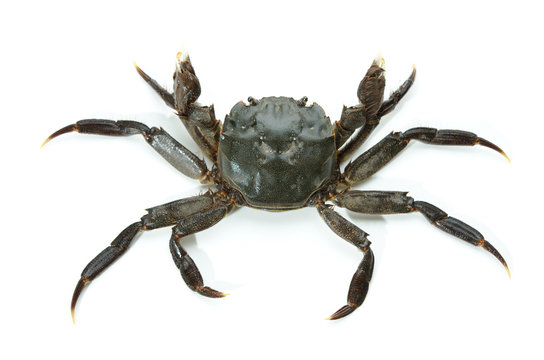 モズクガニ の画像 56 件の Stock 写真 ベクターおよびビデオ Adobe Stock