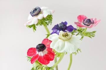Anemone flowers