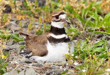 Killdeer bird sitting on nest with young