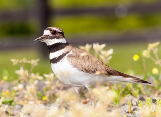 Killdeer bird defending its nest