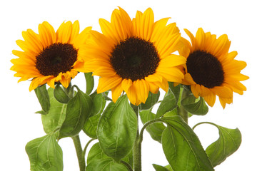 Obraz premium Sunflowers