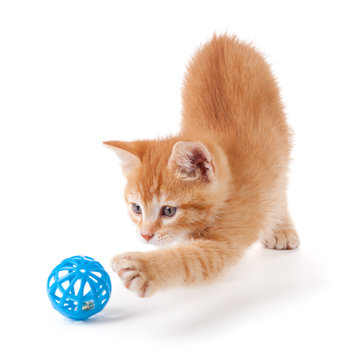 Cute orange kitten playing on a white background.
