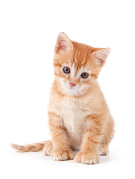 Cute orange kitten with large paws on a white background.