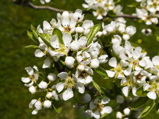 Pear blossom in Lancashire garden