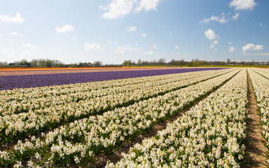 Fototapeta na wymiar White Hollandse Hyacinthus