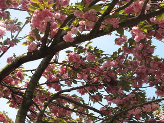 Detail of New Spring Cherry Blossom Tree