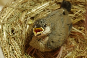 文鳥の赤ちゃん